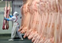 Puro ruido de Grillo.