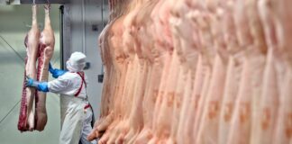 Puro ruido de Grillo.