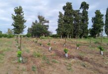 Gran trabajo del Vivero Municipal de Villa Quilino