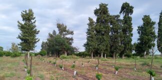 Gran trabajo del Vivero Municipal de Villa Quilino