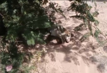 Todos los perros van al cielo