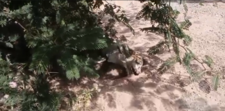 Todos los perros van al cielo