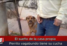 El sueño de la casa propia Perrito vagabundo tiene su cucha