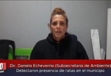 Dir. Daniela Echeverria (Subsecretaría de Ambiente) Detectaron presencia de ratas en el municipo