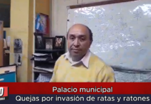 Palacio municipal Quejas por invasión de ratas y ratones