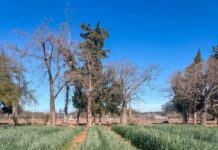 El vivero municipal impulsa el trabajo con paja de trigo para artesanos locales