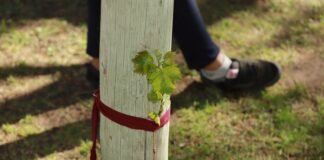 Llegan a Quilino y Villa Quilino: Viñedos Urbanos
