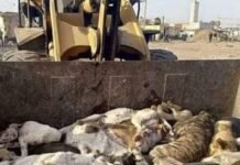 Tribunal superior de justicia, rechazó recurso por la matanza de perros .