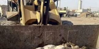 Tribunal superior de justicia, rechazó recurso por la matanza de perros .